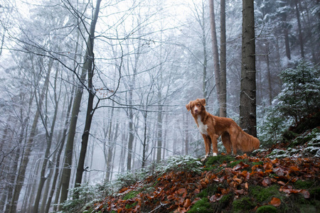狗在冬季的冬季在霜冻。深秋。宠物在户外的森林里。新斯科舍省鸭子收费站, 托勒