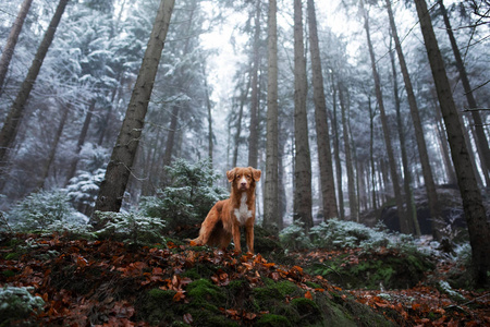 狗在冬季的冬季在霜冻。深秋。宠物在户外的森林里。新斯科舍省鸭子收费站, 托勒