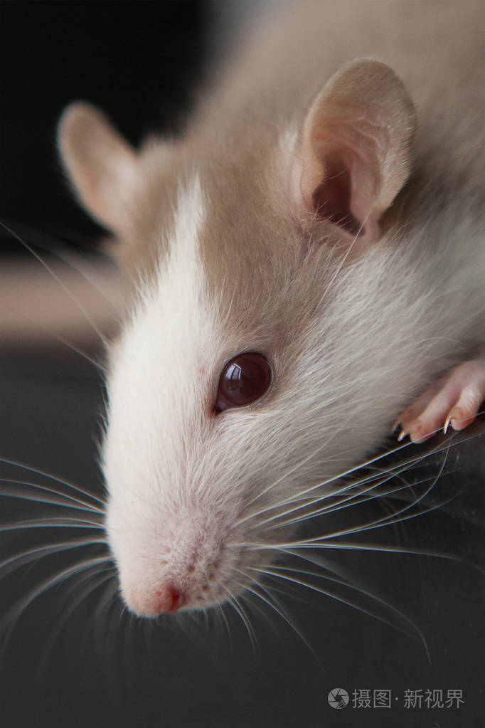 背景上的花哨老鼠