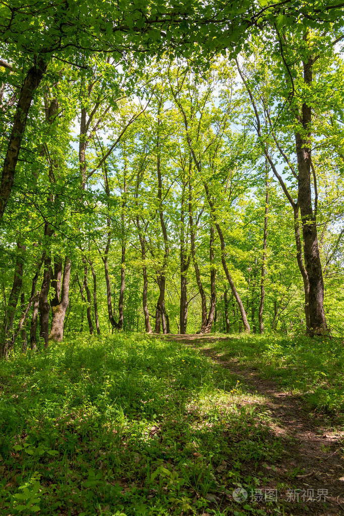 阳光明媚的春天下午森林里的老步道
