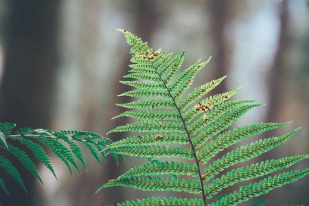 绿色蕨类植物叶片纹理