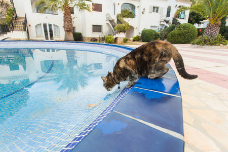 喝酒头晕可爱的猫从游泳池喝水照片