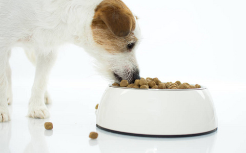 杰克拉塞尔狗在碗里吃食物。 孤立在白色背景与复制空间。