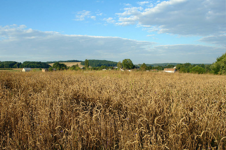 乌克兰夏季村庄边缘的小麦或大麦