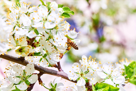 春天的花草树木照片