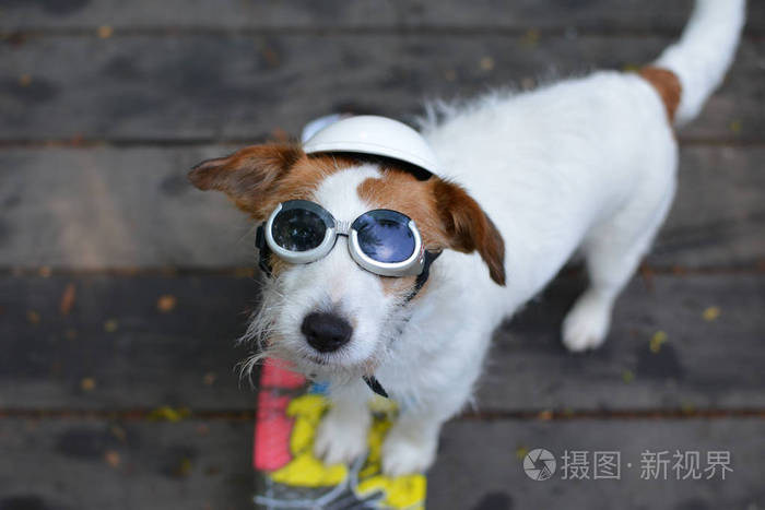 杰克 拉塞尔滑板狗戴着白色头盔 戴着彩色滑板太阳镜照片 正版商用图片189at7 摄图新视界