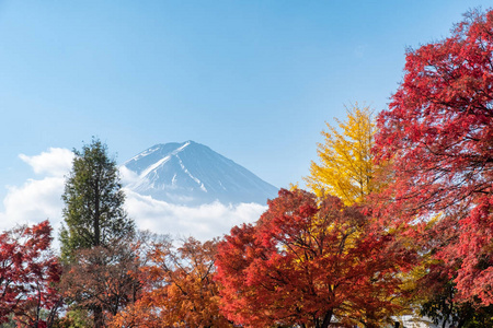 日本高秋子秋枫园富士山