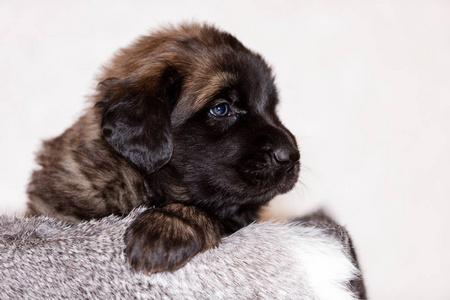 小 leonberger 小狗坐在米色背景