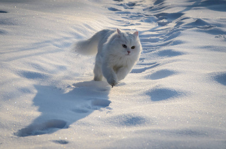 在雪地里跑白猫