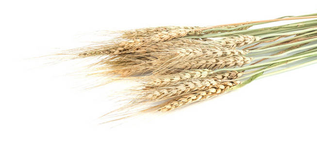 小麦燕麦是一种分离在白色上的燕麦