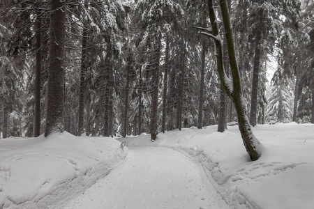 冬天，德国奥伯霍夫附近的图林根森林里下雪。