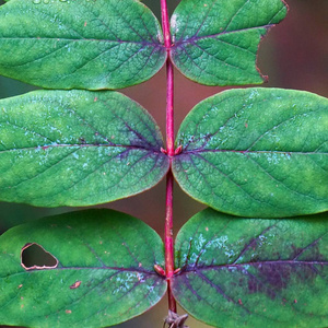 花园里的绿色植物叶子