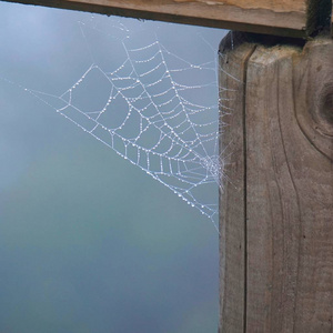 滴落在蜘蛛网上