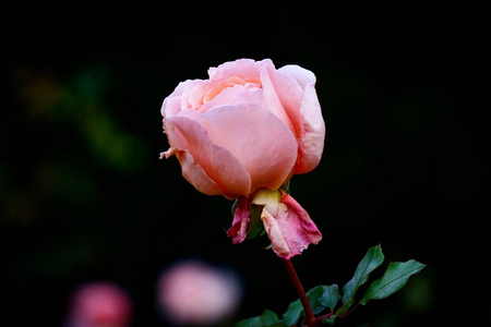 花园里的粉红色花卉植物图片
