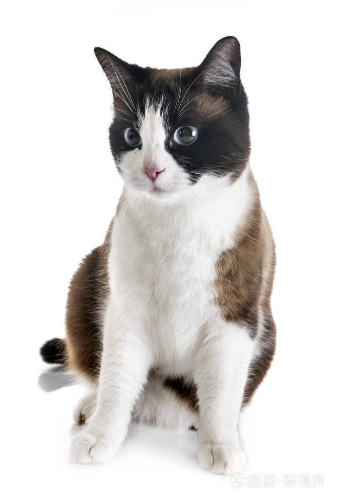 白色背景前的暹罗猫