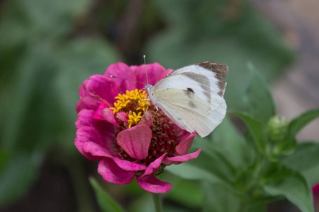 花园里粉红色花朵上的蝴蝶白菜