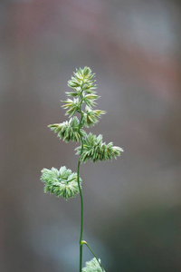 花园里的绿色花卉植物