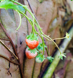 花园里的草莓植物果实