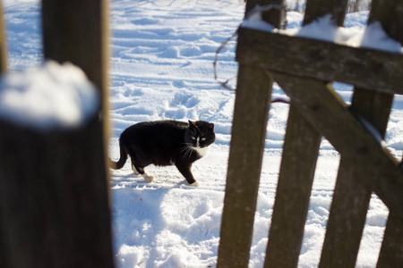 黑猫沿着村子里的雪道走。 在一个阳光明媚的冬天，一只黑猫站在雪中，靠近一个木栅栏。