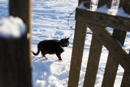 黑猫沿着村子里的雪道走。 在一个阳光明媚的冬天，一只黑猫站在雪中，靠近一个木栅栏。