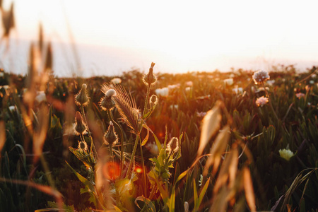 日落光背景下的野生草甸花
