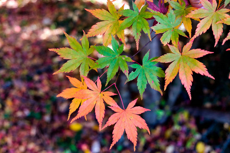秋天的枫叶绿红图片
