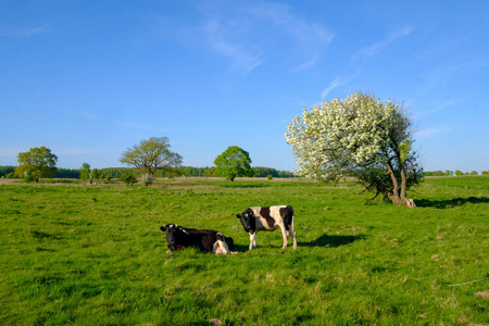 夏天, 牛和小牛在草地上吃草
