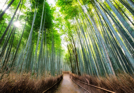 日本京都稻盛和夫竹林林荫步道