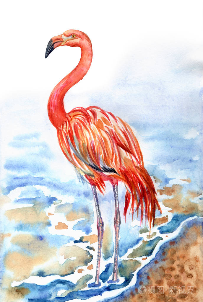 海边的火烈鸟,水彩画.红火烈鸟(红火烈鸟),动物插图,手绘.