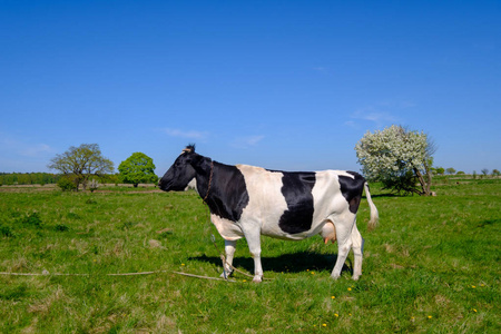 夏天, 牛在草地上吃草