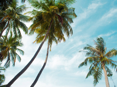 高大的棕榈树靠在天空中, 复制右边的空间。热带景观