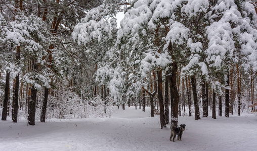 森林。 冬天。 雪。 白雪覆盖的树。 冷冷的。