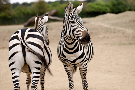 非洲条纹外套斑马的肖像。 自然和野生动物的摄影。