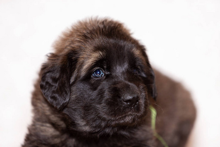 小 leonberger 小狗坐在米色背景