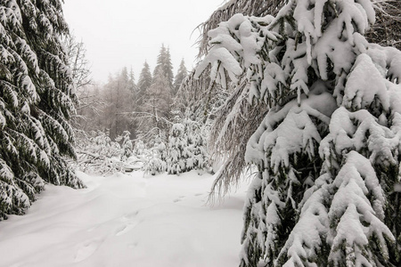 冬天，在德国奥伯霍夫附近的图林根森林里下雪。