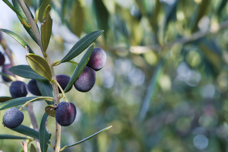 用新鲜成熟的水果合上橄榄枝。