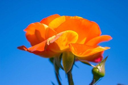 接近橙色的玫瑰，在蓝天上分离出芽