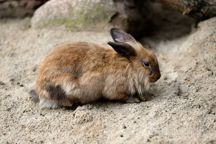 全身棕色灰色家庭侏儒兔兔子自然和野生动物的摄影