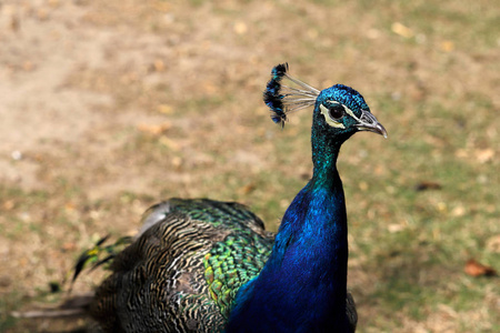 关闭雄性蓝印度孔雀的颈部细节. 自然和野生动物的摄影.照片