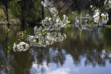 在湖泊背景下开花树枝。 阳光明媚的春天天气。