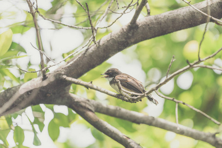 鸟马来西亚鸟黑白色栖息于自然界的一棵树上
