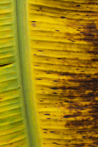 香蕉绿色和黄色留下纹理背景