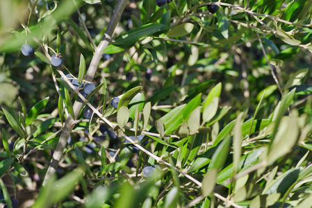 橄榄树，有新鲜成熟的水果。