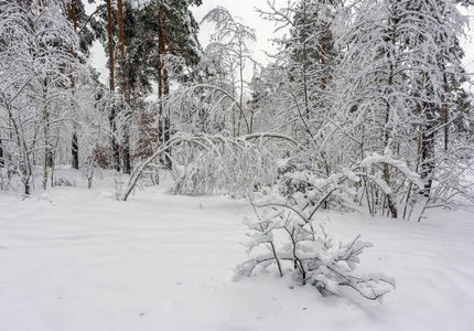 森林。 冬天。 雪。 白雪覆盖的树。 冷冷的。