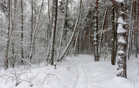 森林。 冬天。 雪。 白雪覆盖的树。 冷冷的。