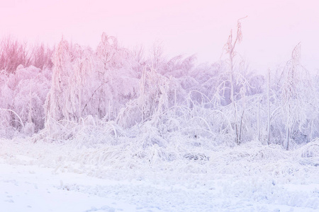 冬季景观。 大雪后的混合森林。 霜冻概念