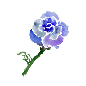 蓝色玫瑰的素描。 白色插图中分离的水彩花