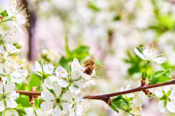春天的花草树木