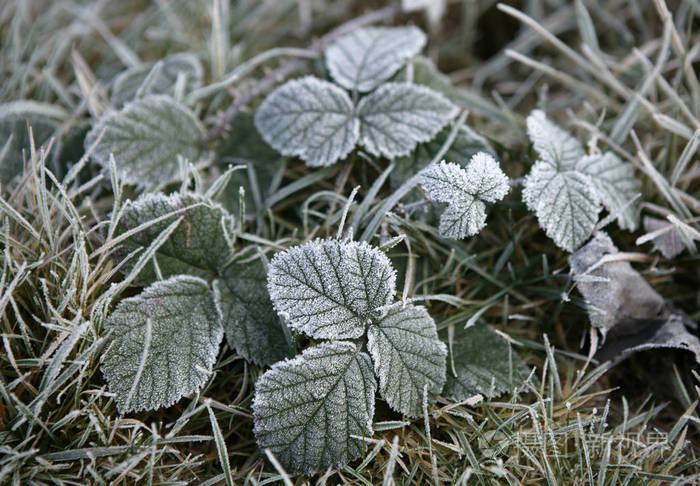 清晨荆棘上的霜冻