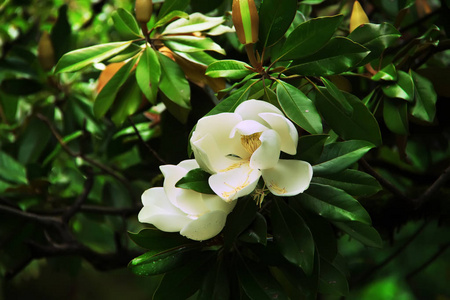 木兰花的白色大花。 南玉兰或公牛湾盛开。